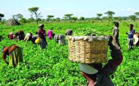 Bank of Agriculture Reaffirms Commitment to Women Empowerment, Disburses ₦8bn to Support Female Farmers