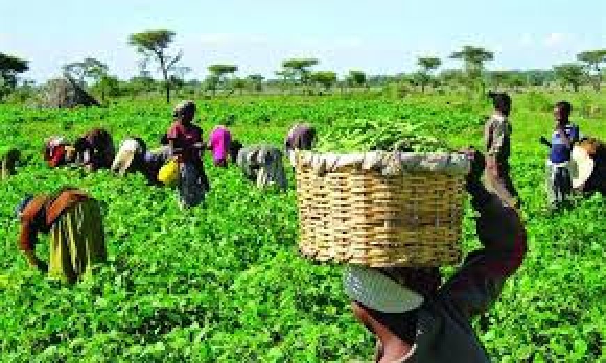 Bank of Agriculture Reaffirms Commitment to Women Empowerment, Disburses ₦8bn to Support Female Farmers