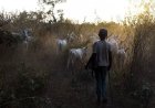 Seven Killed, Scores Displaced as Farmer-Herder Clash Ravages Bauchi Communities