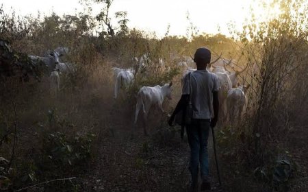 Seven Killed, Scores Displaced as Farmer-Herder Clash Ravages Bauchi Communities