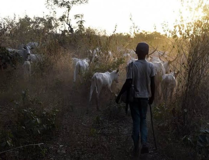 Seven Killed, Scores Displaced as Farmer-Herder Clash Ravages Bauchi Communities