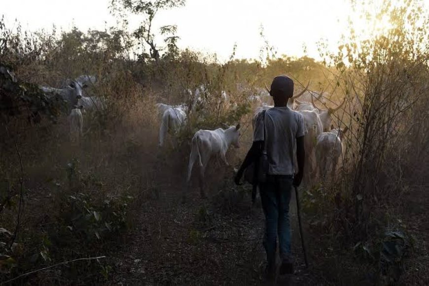 Seven Killed, Scores Displaced as Farmer-Herder Clash Ravages Bauchi Communities